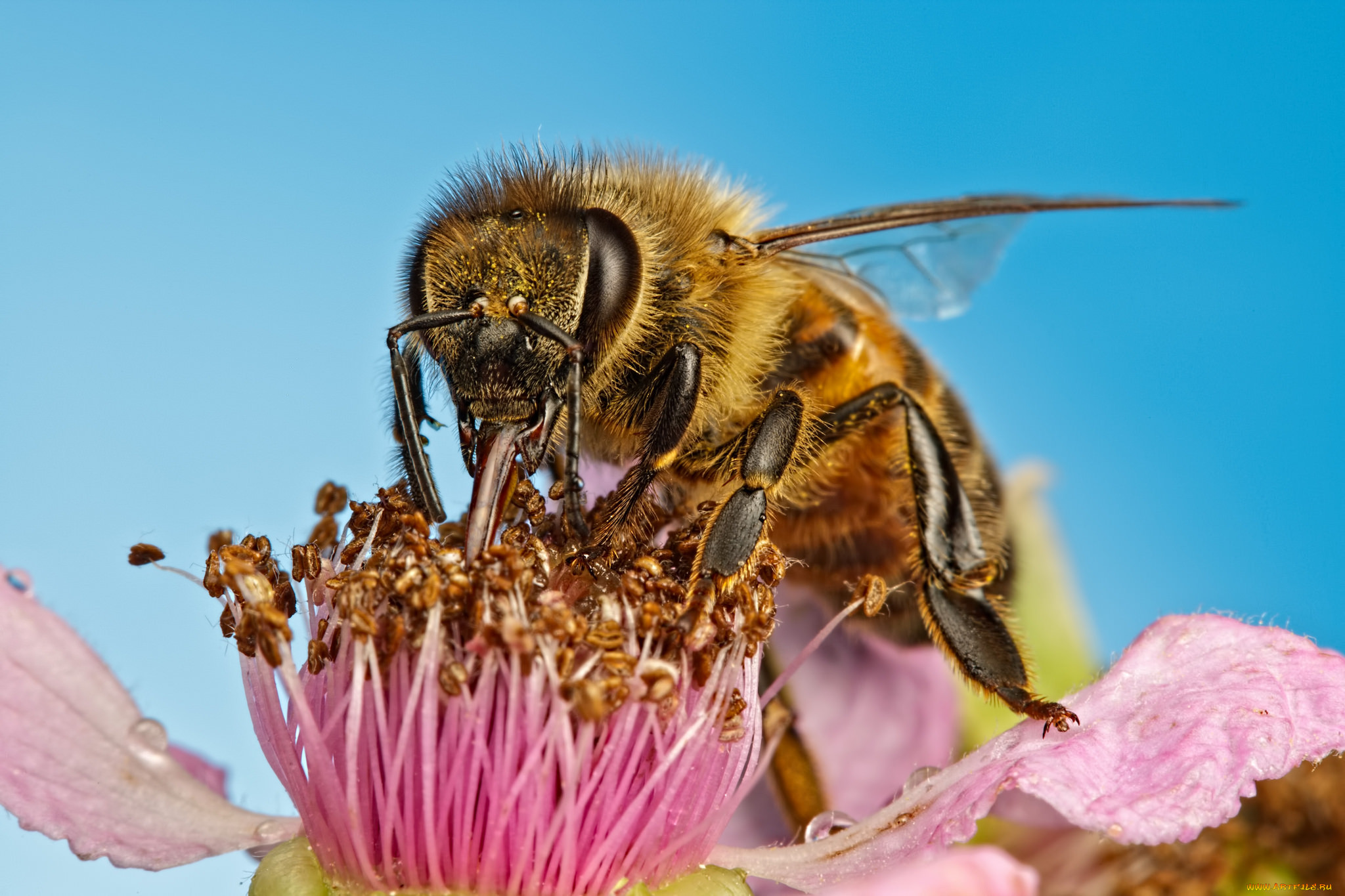 Гигантские медоносные пчелы